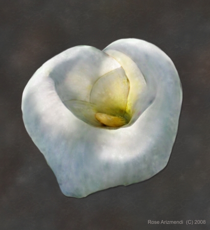 Calla Lily