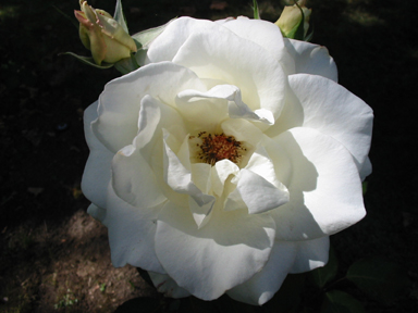 A White Rose