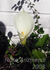 Calla Lily