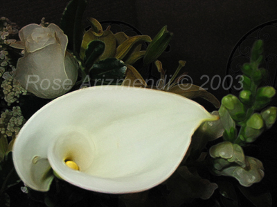 Calla Lily With a Rose