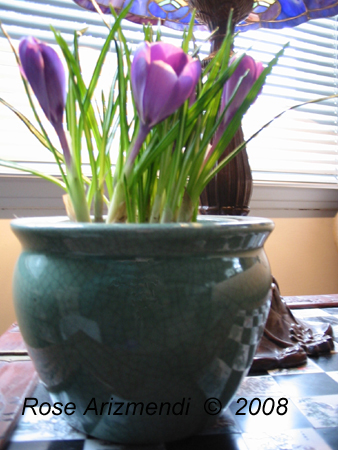 crocusflowers1.jpg