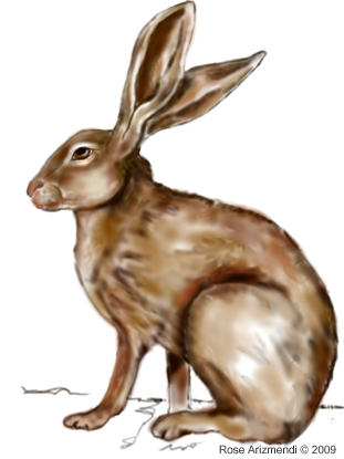 Jack Rabbit #3