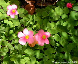 Clover Flowers