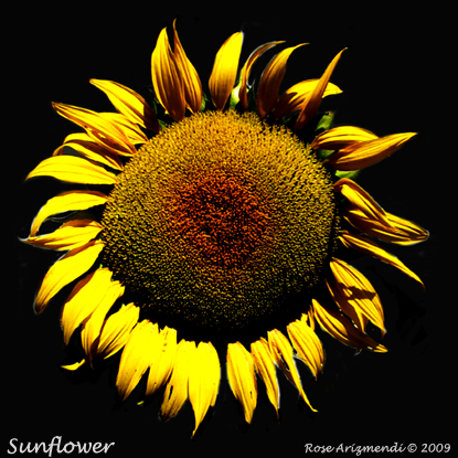 Sunflower Mandala