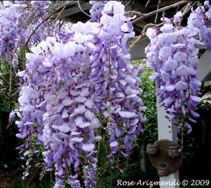 Wisteria