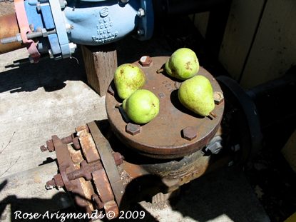 Tablleau of Four Pears